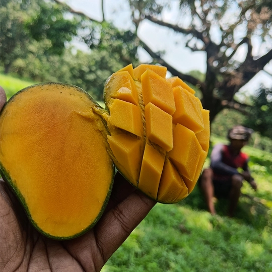 গোপালভোগ (12kg)