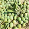 গোপালভোগ (12kg)