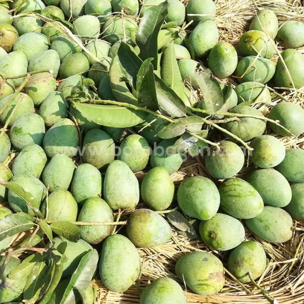 গোপালভোগ (12kg)