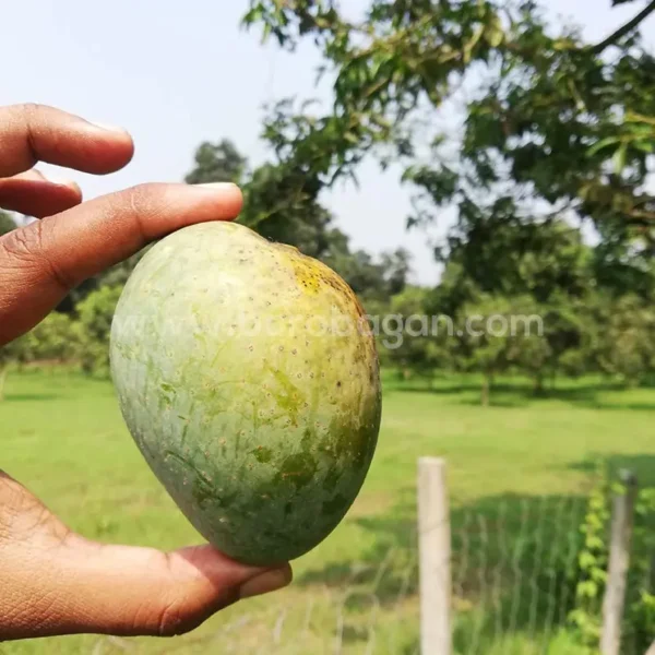 গোপালভোগ (12kg)