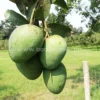 গোপালভোগ (12kg)