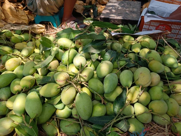 বারি – ১১ (22kg)
