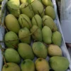 বারি – ১১ (22kg)