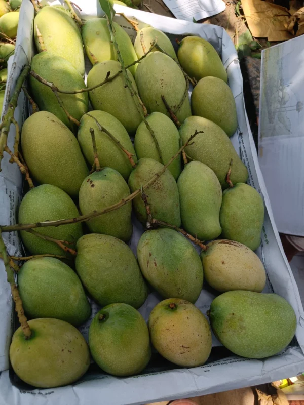বারি – ১১ (22kg)